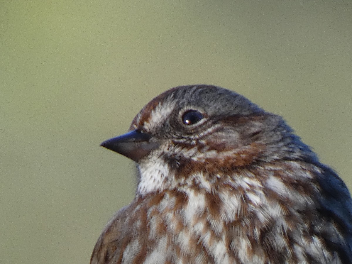 Song Sparrow - ML617959581