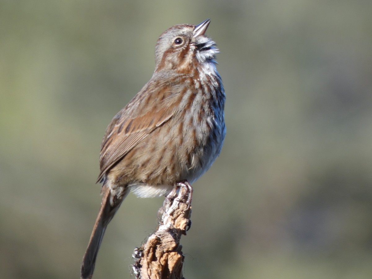 Song Sparrow - ML617959583