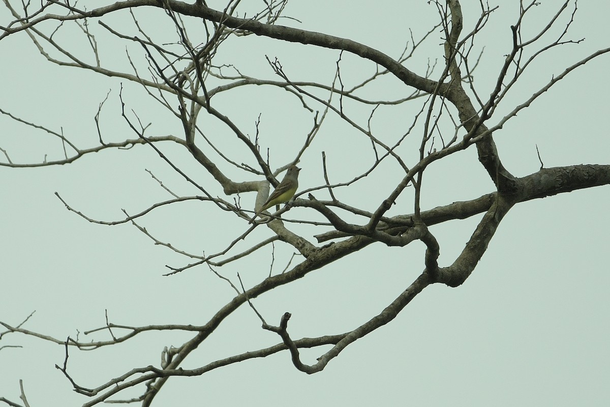 Great Crested Flycatcher - ML617959603