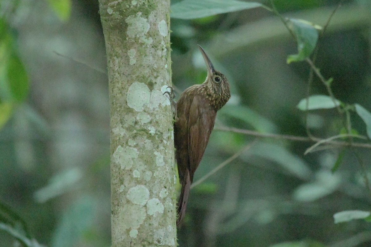 Cocoa Woodcreeper - ML617959605