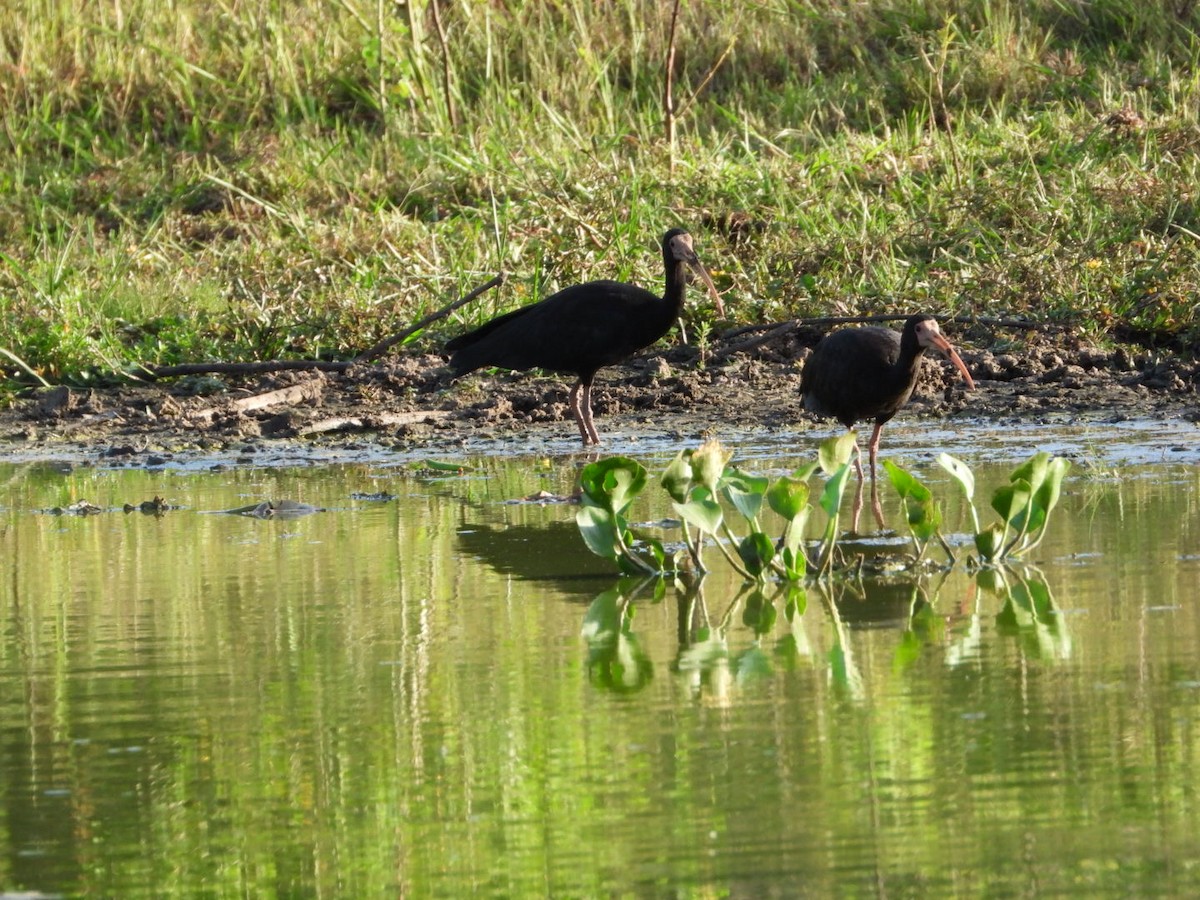 rødmaskeibis - ML617959650