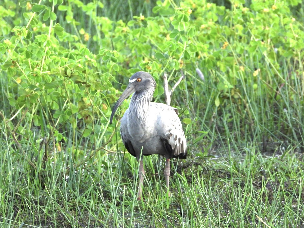 ibis běločelý - ML617959660