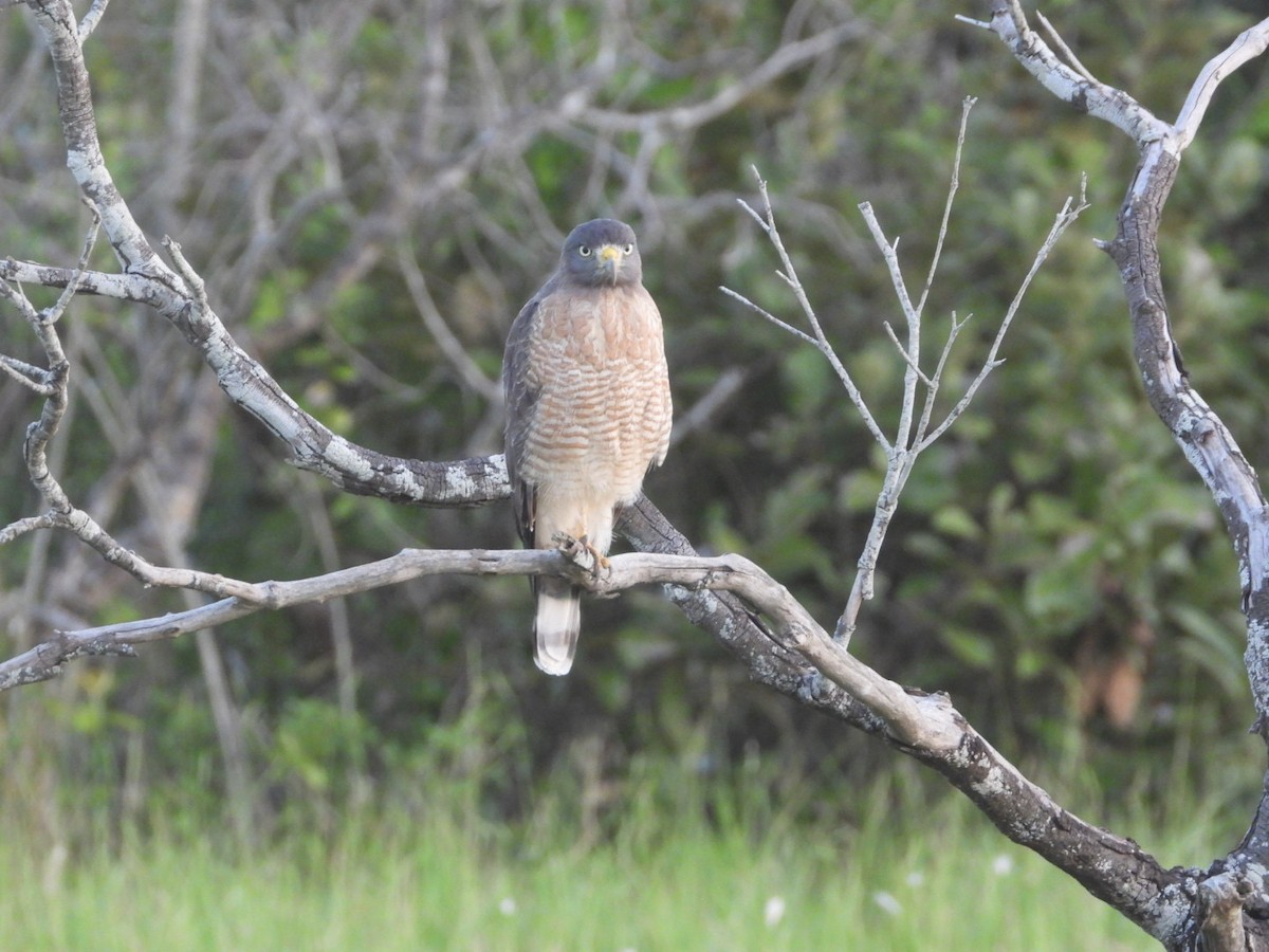 Roadside Hawk - AC Verbeek