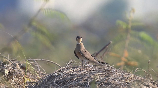 Glaréole orientale - ML617959698