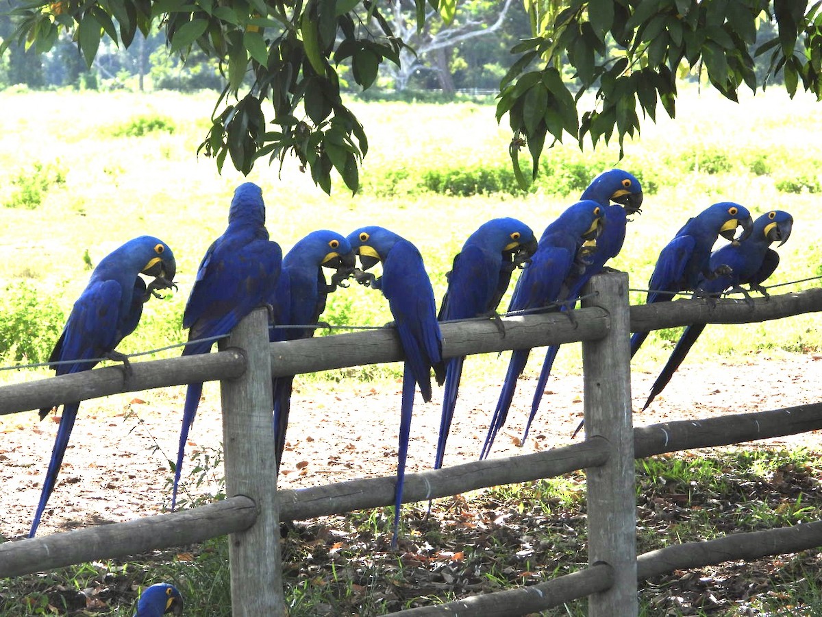 Hyacinth Macaw - ML617959705