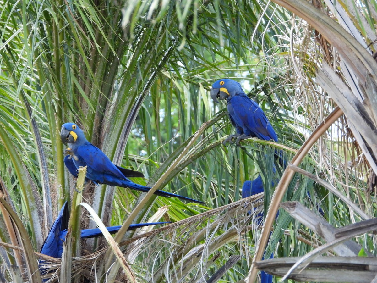 Hyacinth Macaw - ML617959706