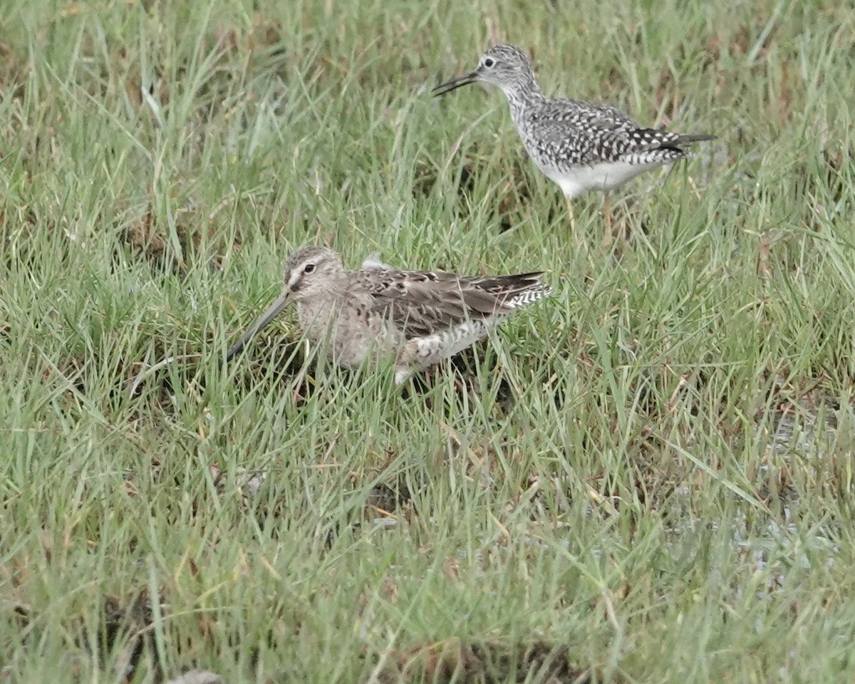 Long-billed Dowitcher - ML617959709