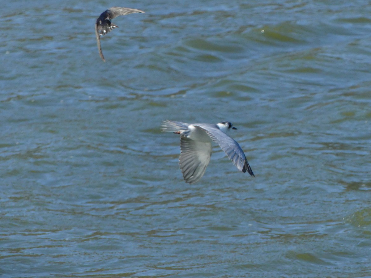 White-winged Tern - ML617959711