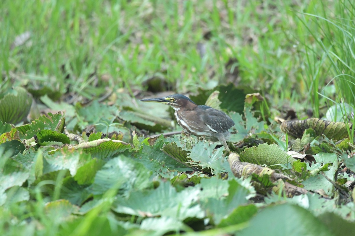 Green Heron - ML617959735