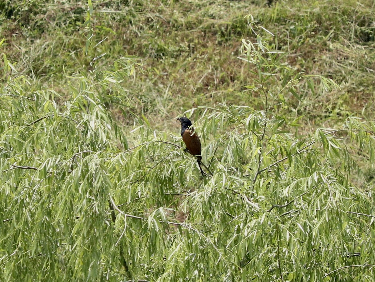 Lesser Coucal - ML617959738