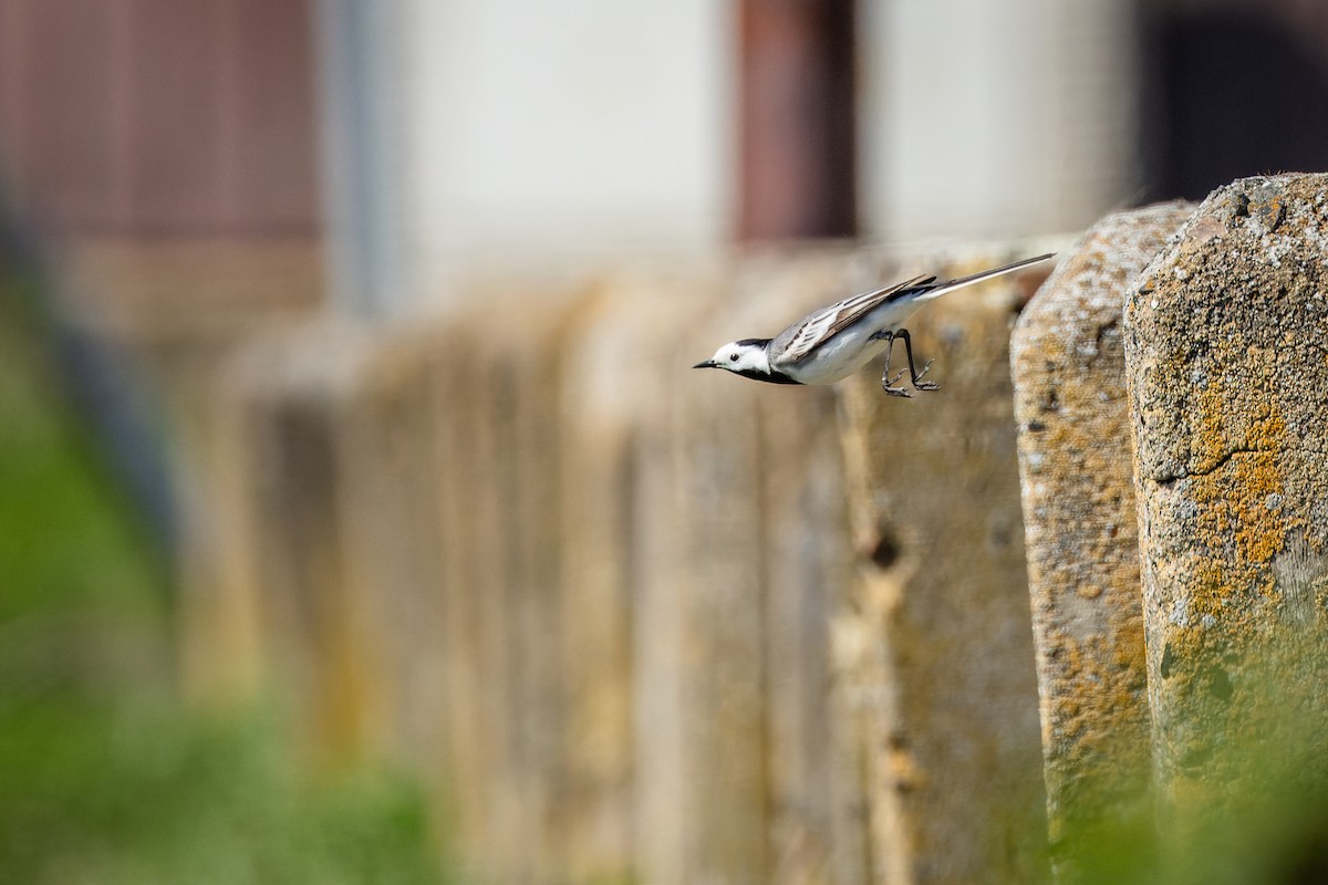 White Wagtail - ML617959751