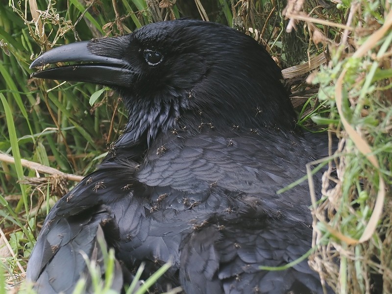 Carrion Crow - ML617959773