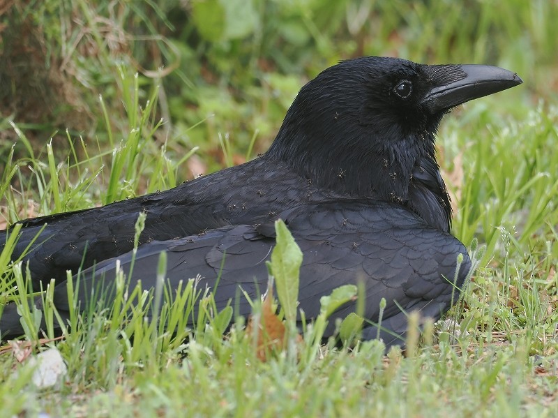 Carrion Crow - ML617959781