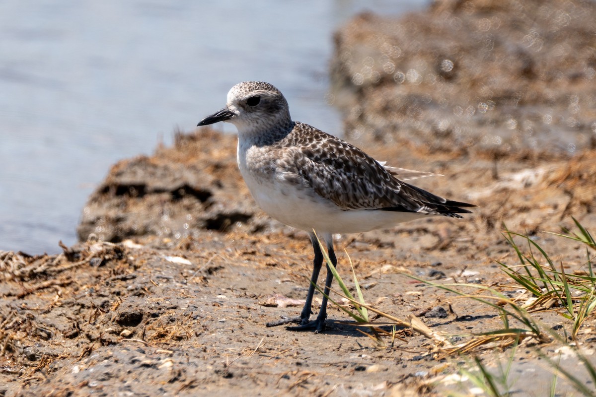 Black-bellied Plover - ML617959807