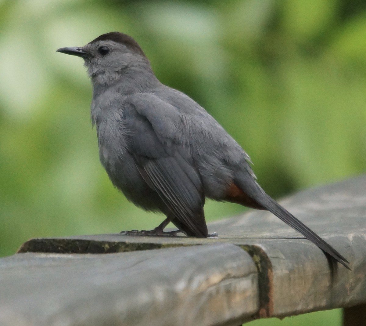 Gray Catbird - ML61795981