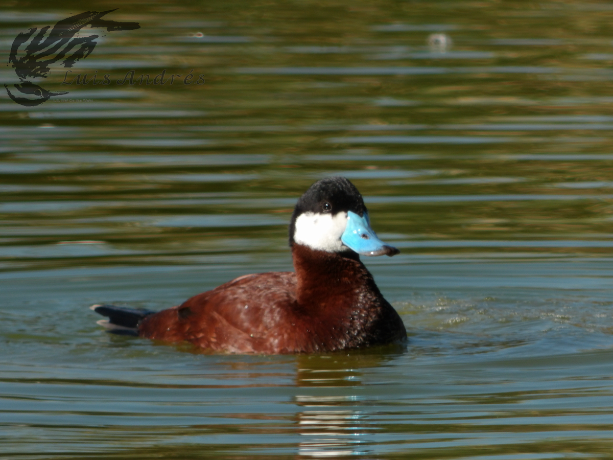 Ruddy Duck - ML617959813