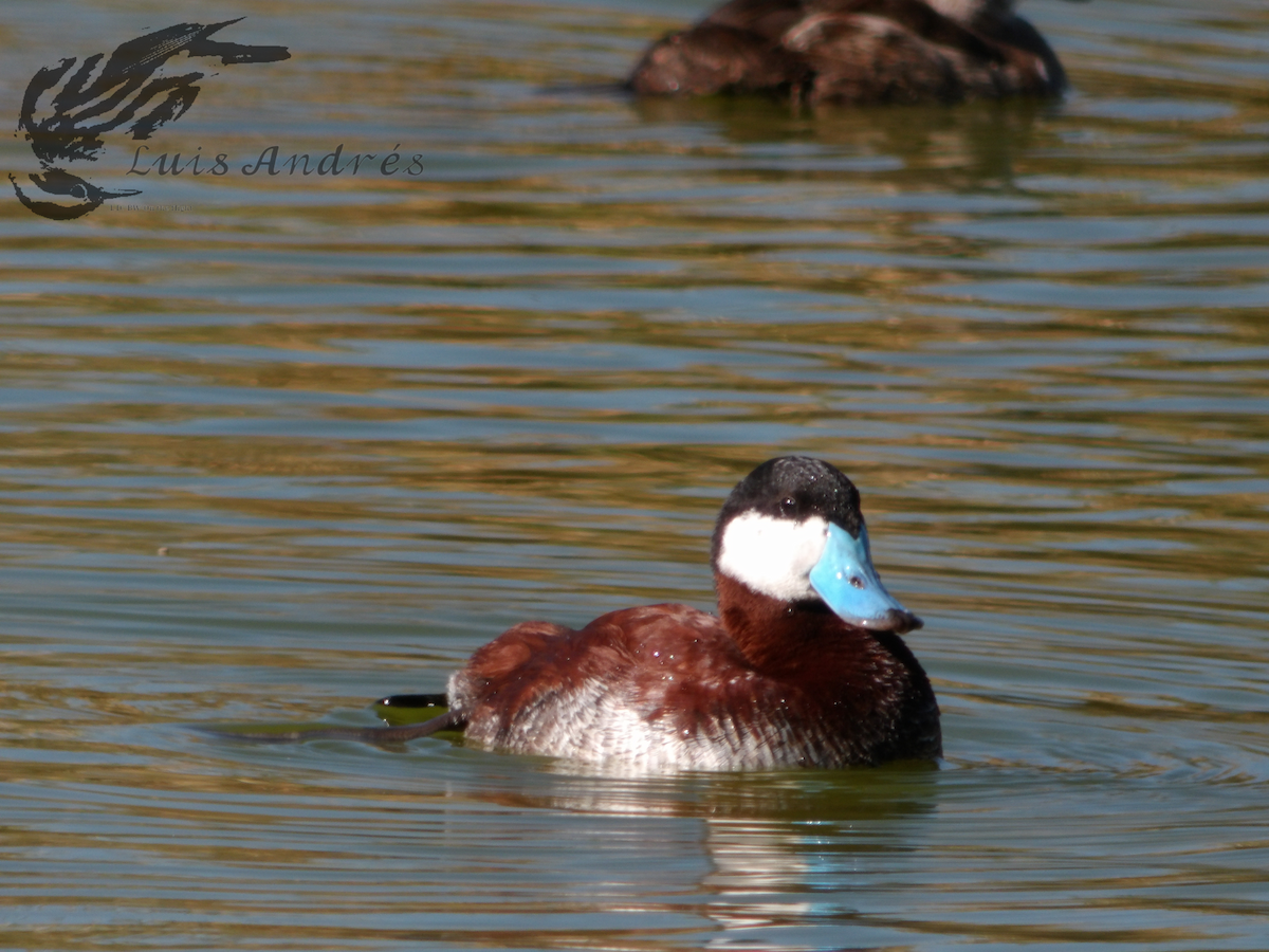 Ruddy Duck - ML617959814