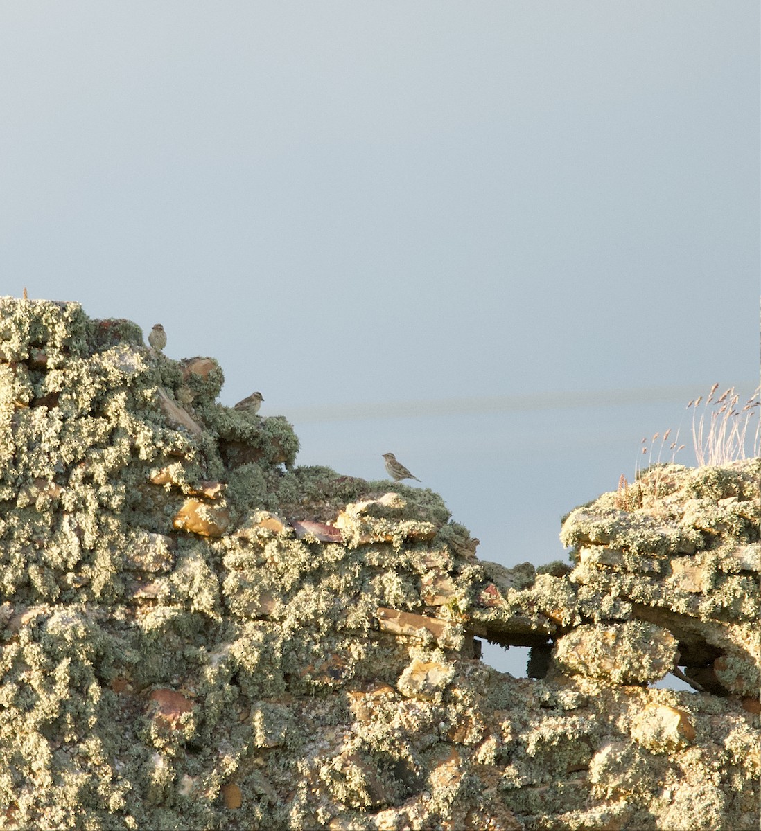 Rock Sparrow - Donald Broadbridge