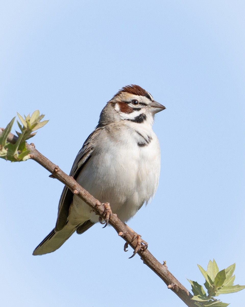 Lark Sparrow - Joshua Hogan