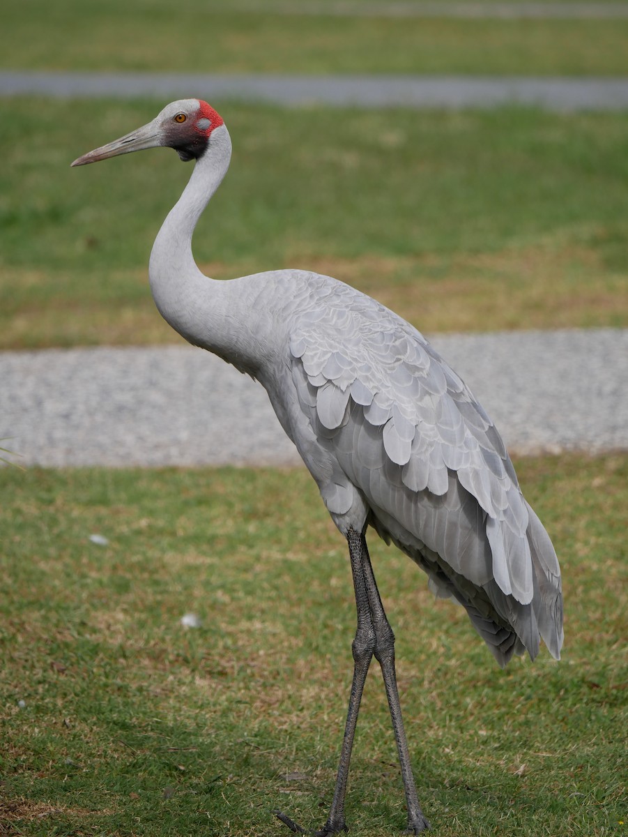 Grulla Brolga - ML617959896