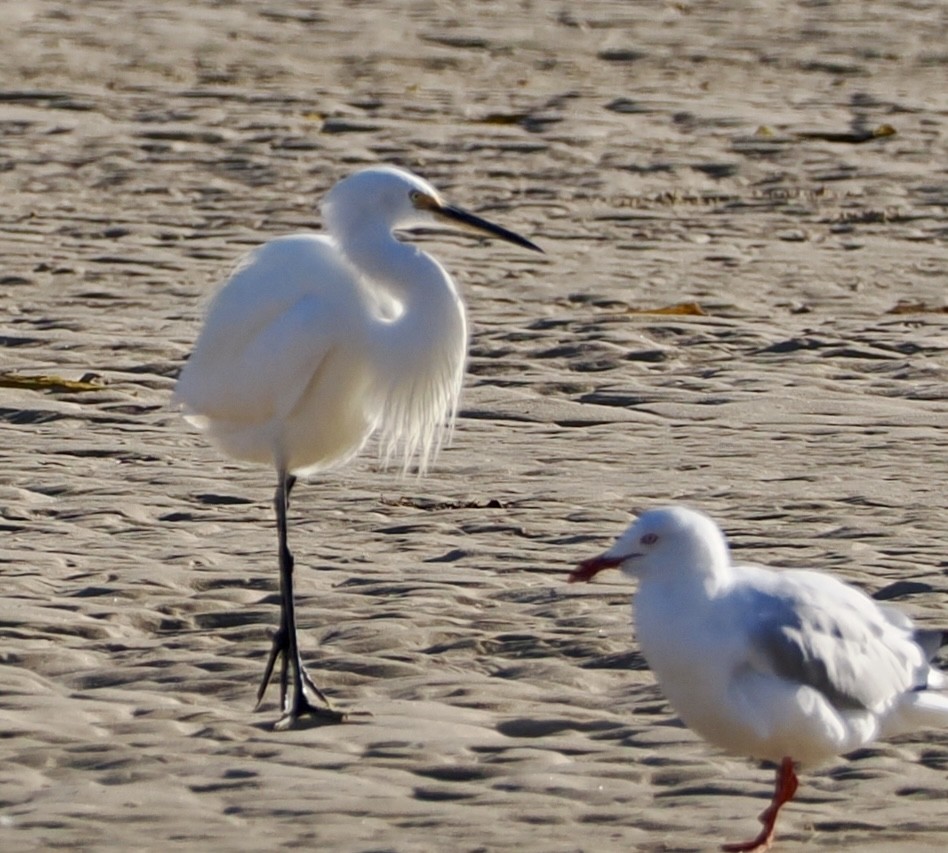 Little Egret - ML617959909