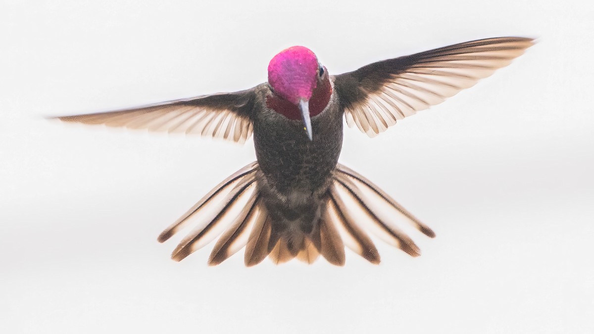 Anna's Hummingbird - ML617959927