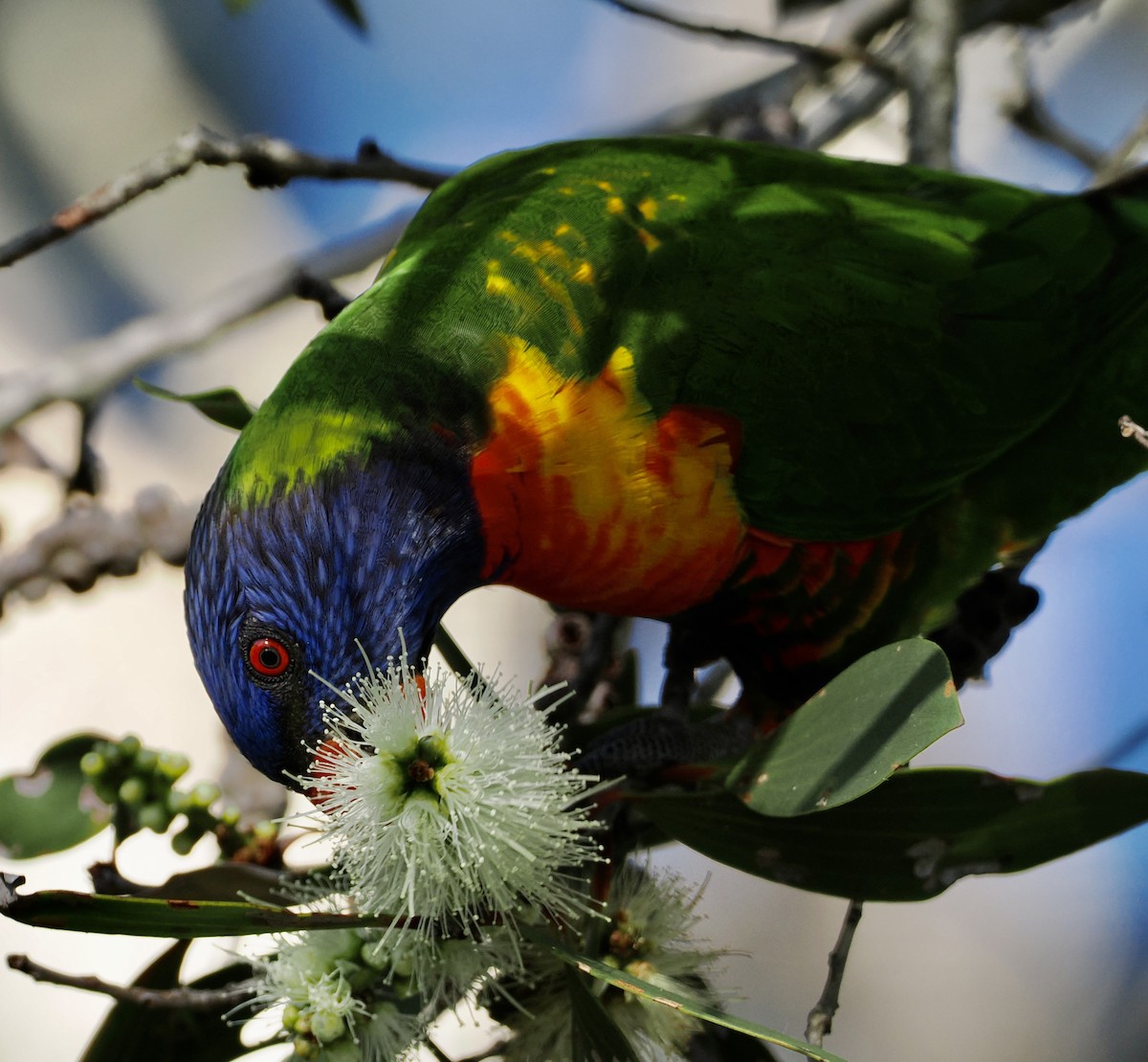 Rainbow Lorikeet - ML617959929