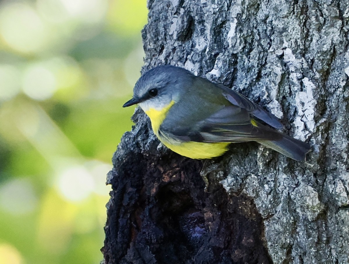 Eastern Yellow Robin - Cheryl Cooper