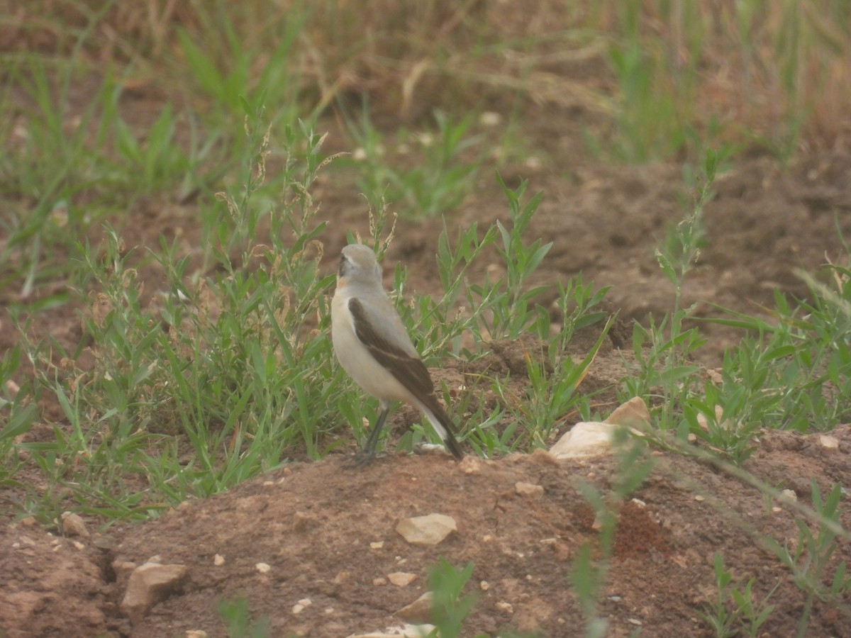 Northern Wheatear - Carmel Ravid