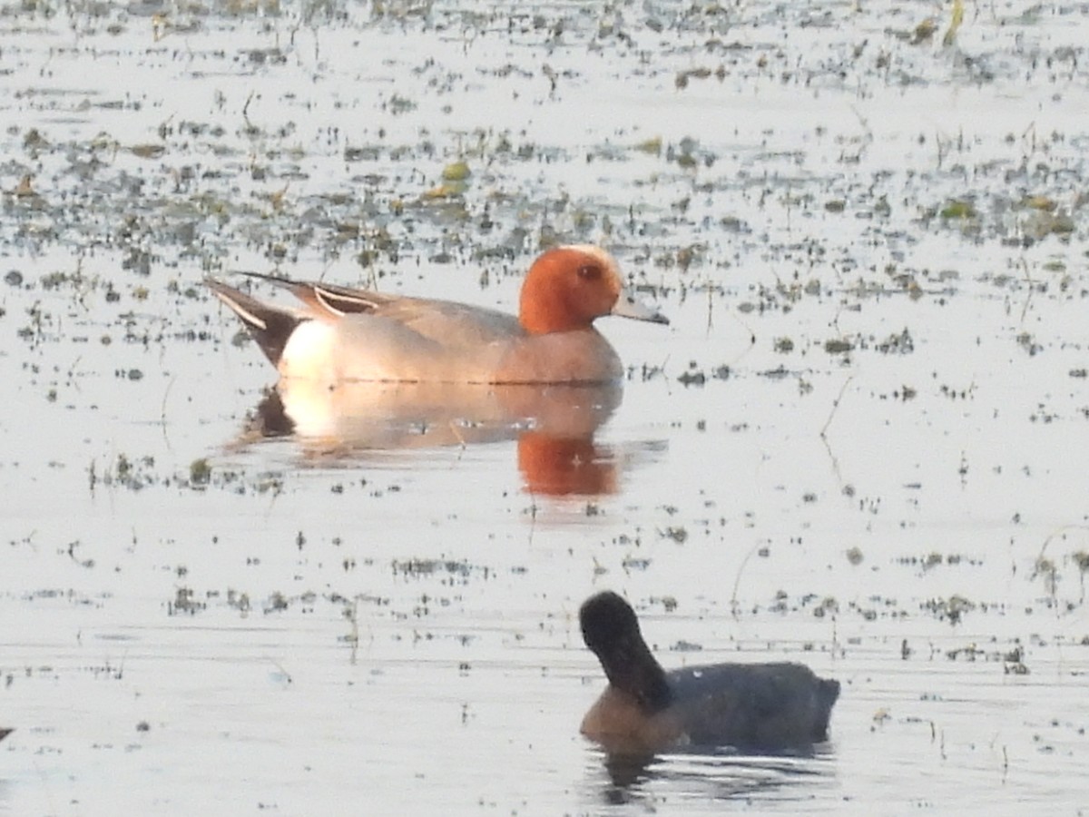 Eurasian Wigeon - Khemchand Jaiswal