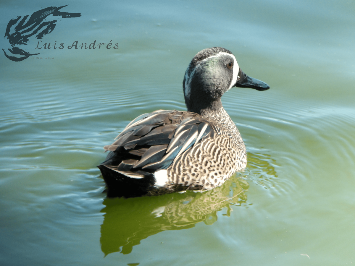 Blue-winged Teal - ML617959966
