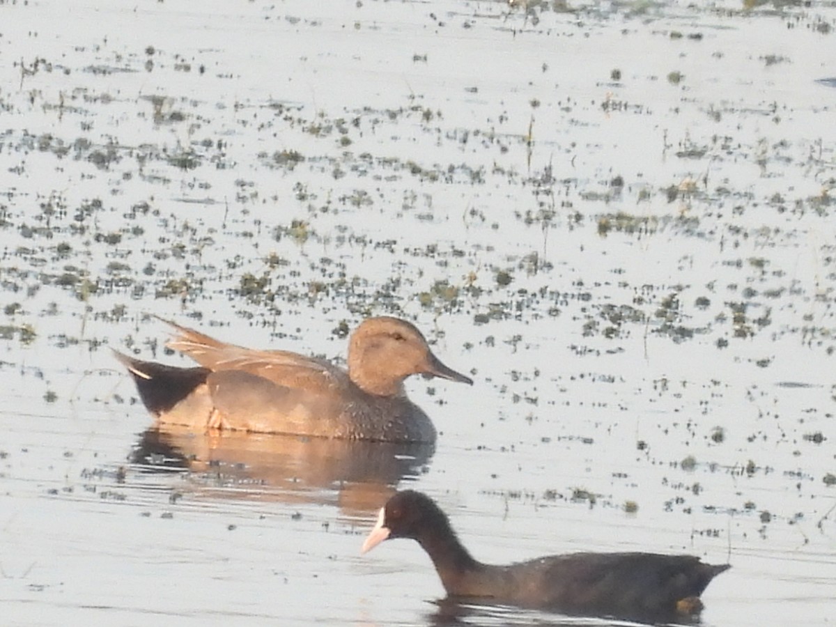 Gadwall - Khemchand Jaiswal