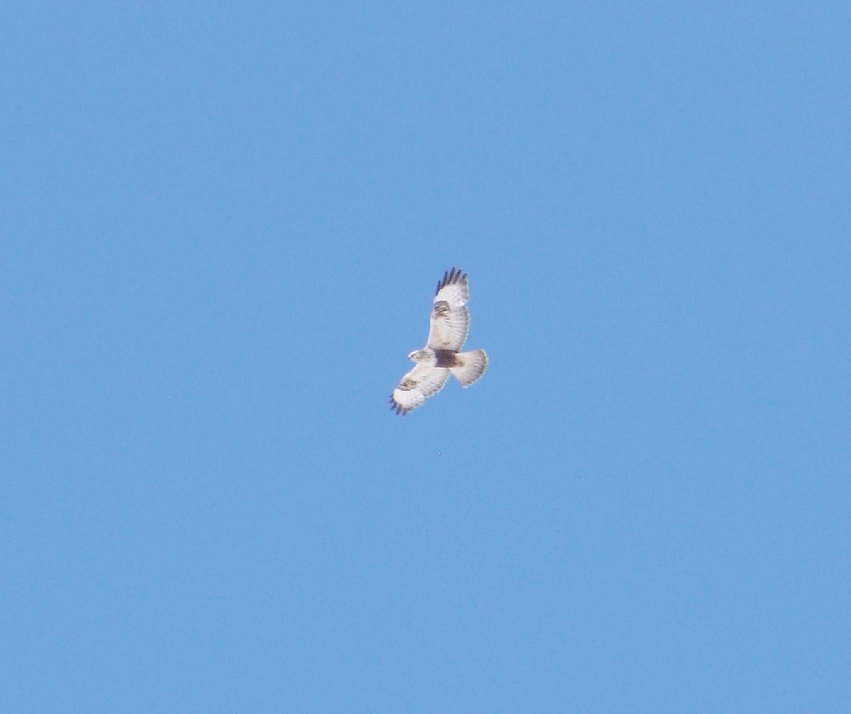 Rough-legged Hawk - Andrew Newcomb