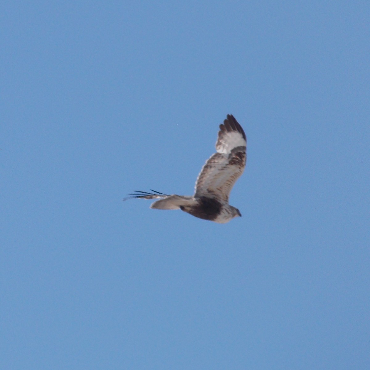 Rough-legged Hawk - Andrew Newcomb