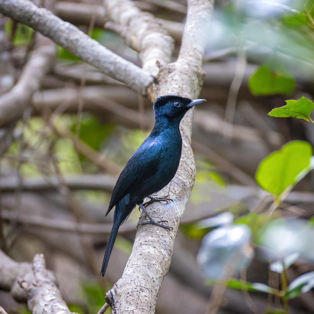 Shining Flycatcher - ML617960026