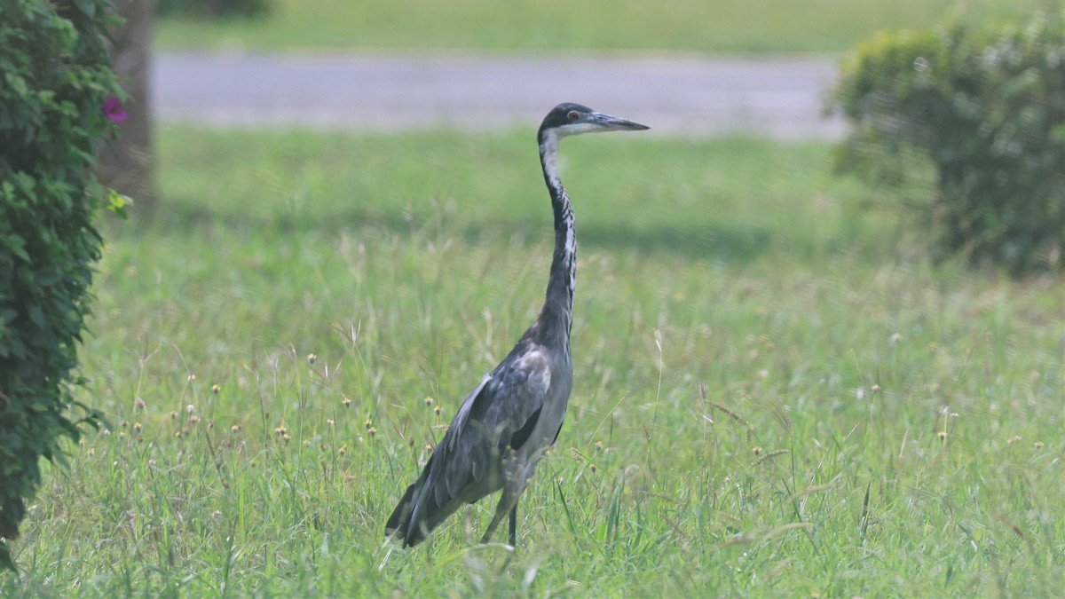 Black-headed Heron - ML617960107