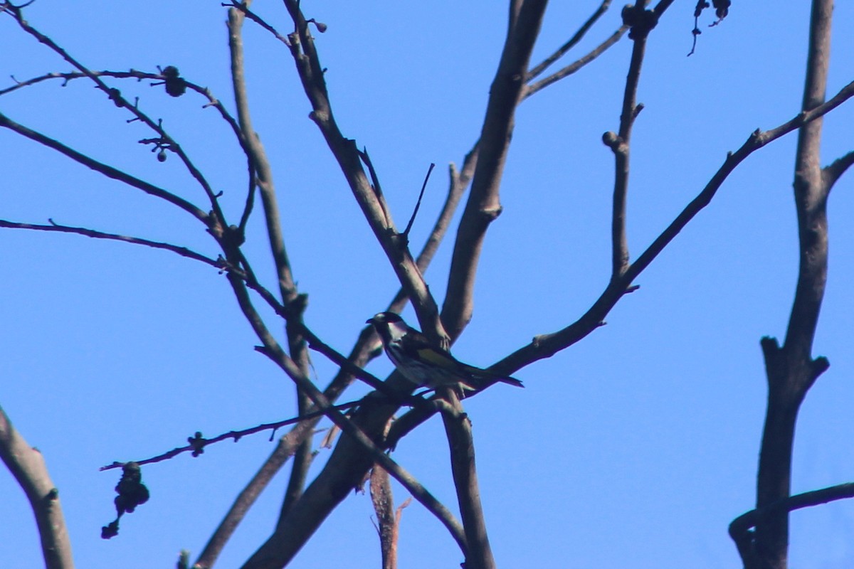 White-cheeked Honeyeater - Steve  McIntosh