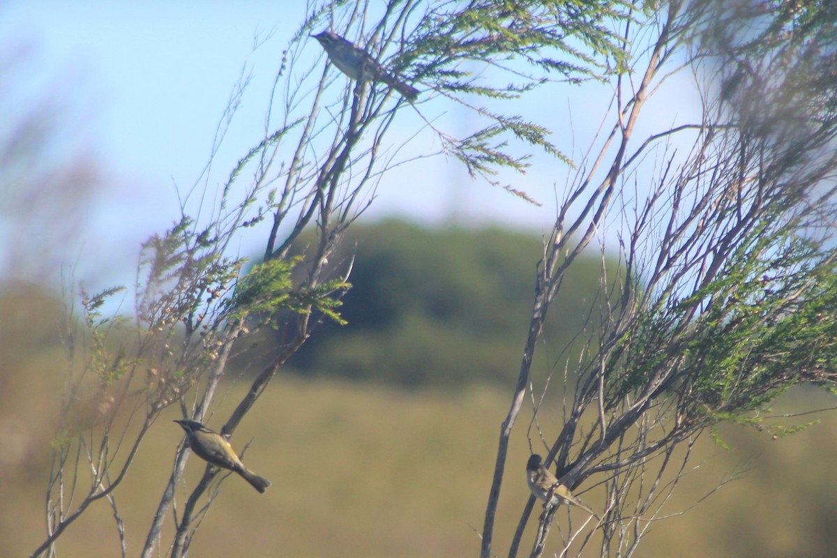 Yellow-faced Honeyeater - Steve  McIntosh