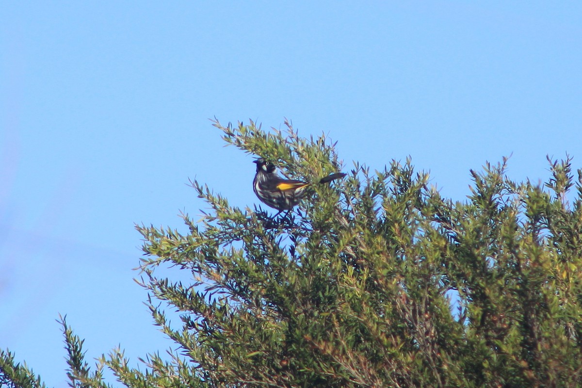 New Holland Honeyeater - ML617960130