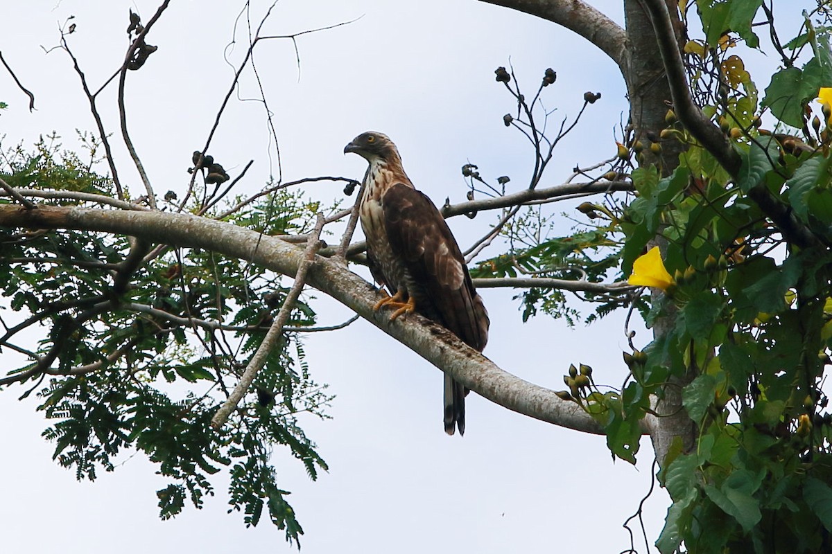 Philippine Honey-buzzard - Andrew Collins