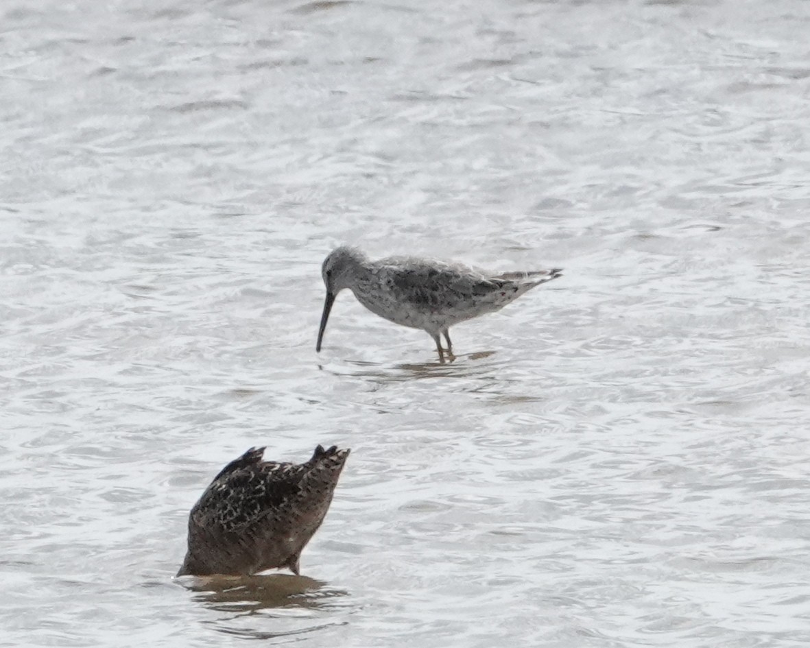 Stilt Sandpiper - ML617960207