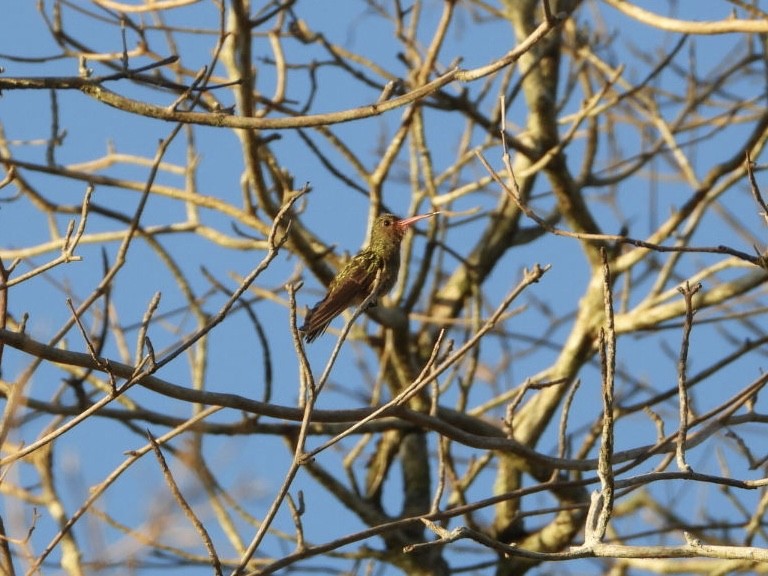 Gilded Hummingbird - AC Verbeek