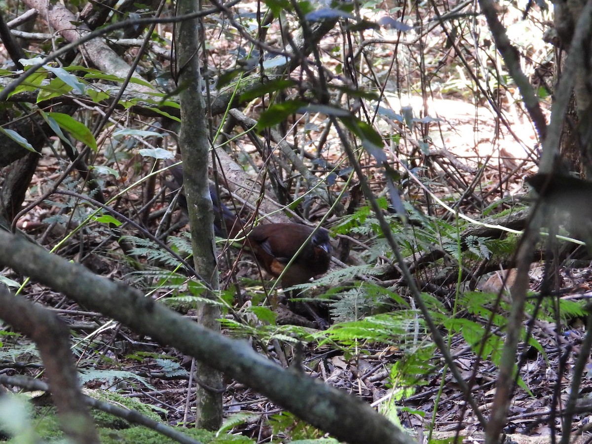 Albert's Lyrebird - ML617960235