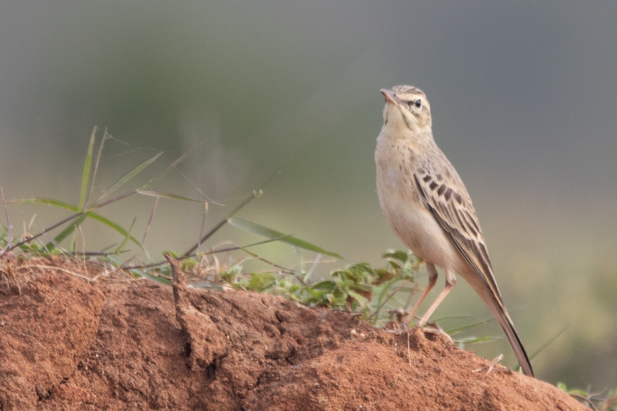 Tawny Pipit - ML617960237