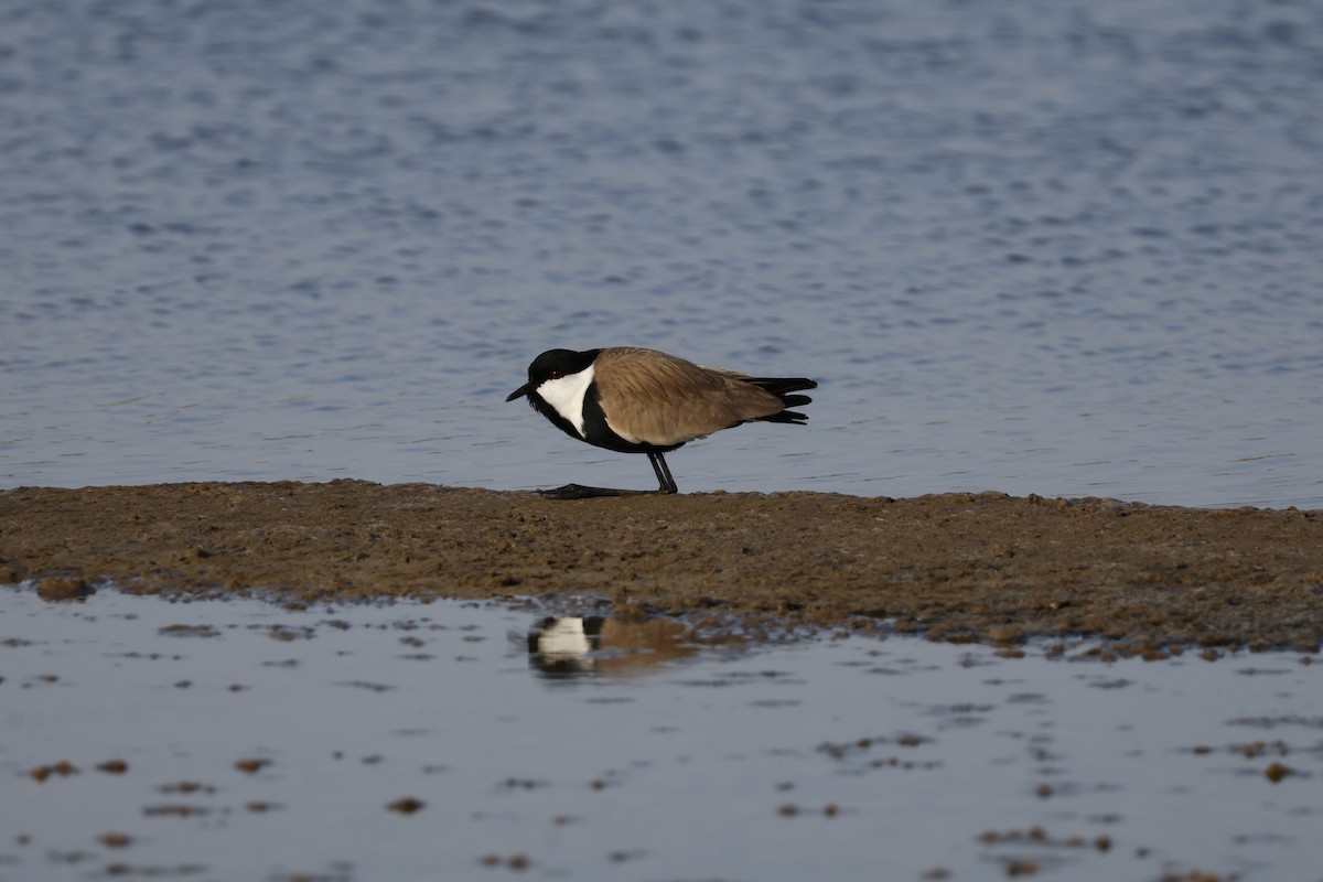 Spur-winged Lapwing - ML617960302