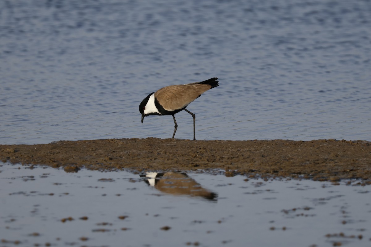 Spur-winged Lapwing - ML617960303