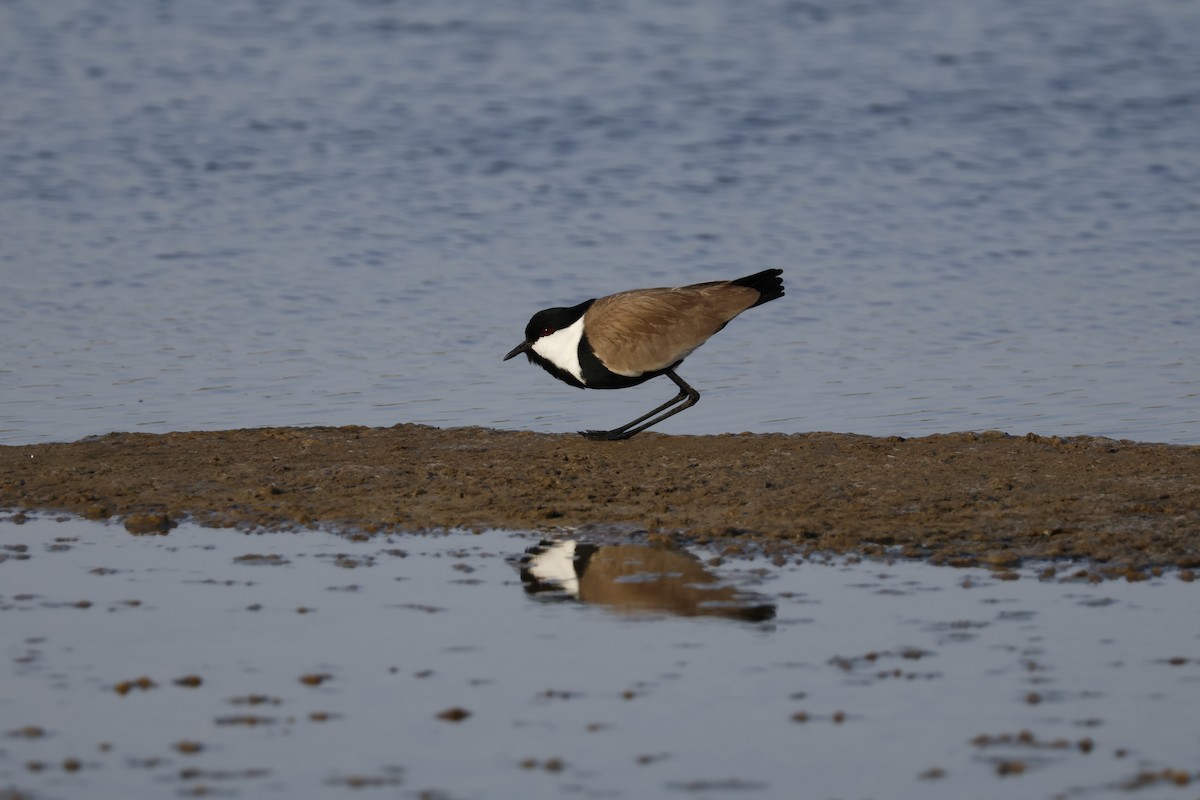 Spur-winged Lapwing - ML617960304