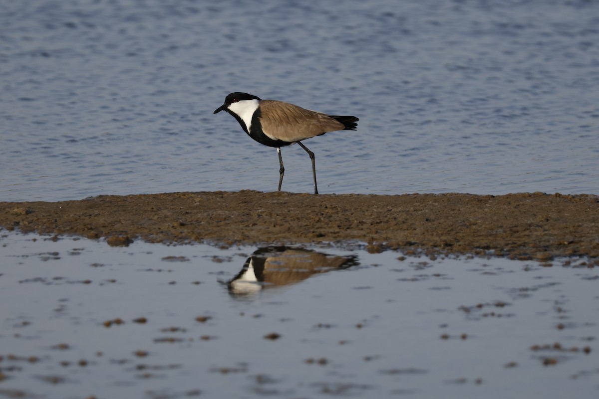 Spur-winged Lapwing - ML617960305