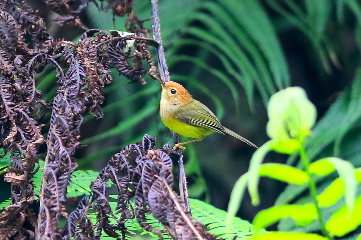 Rufous-headed Tailorbird - ML617960315