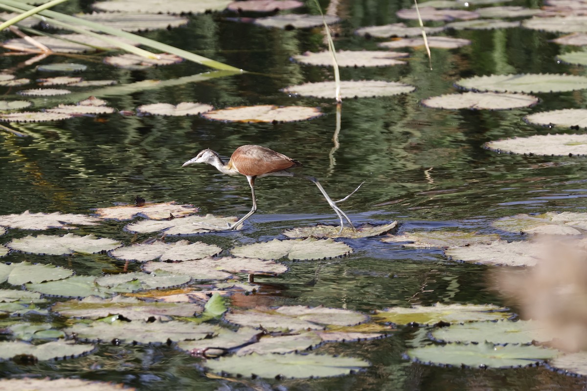 African Jacana - Mathieu Soetens